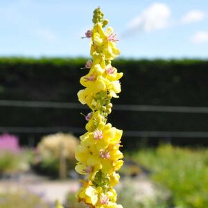 Verbascum 'Christo's Yellow Lighting' ---